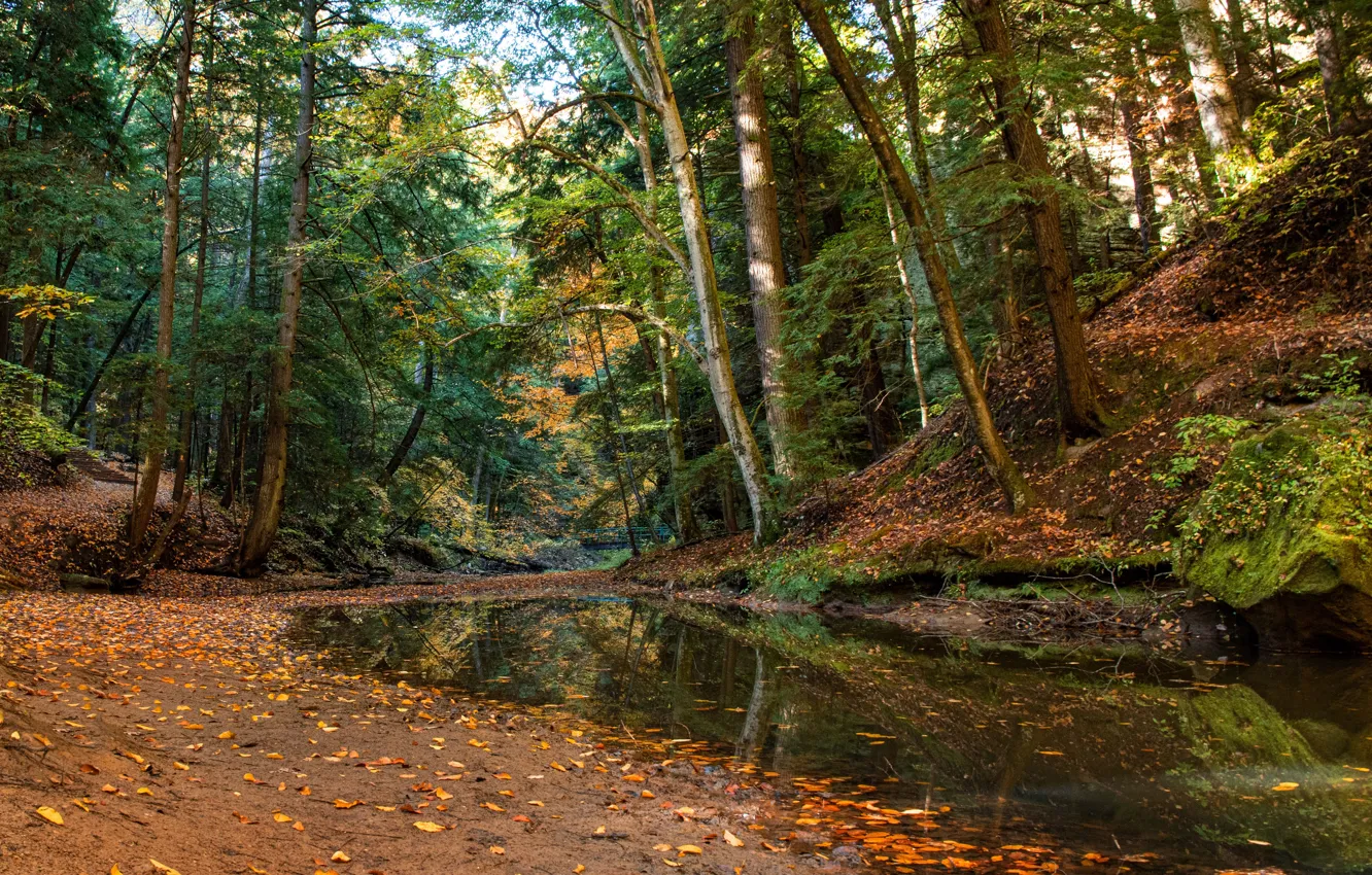 Photo wallpaper autumn, forest, trees, stream, Ohio, Ohio, Hocking Hills State Park