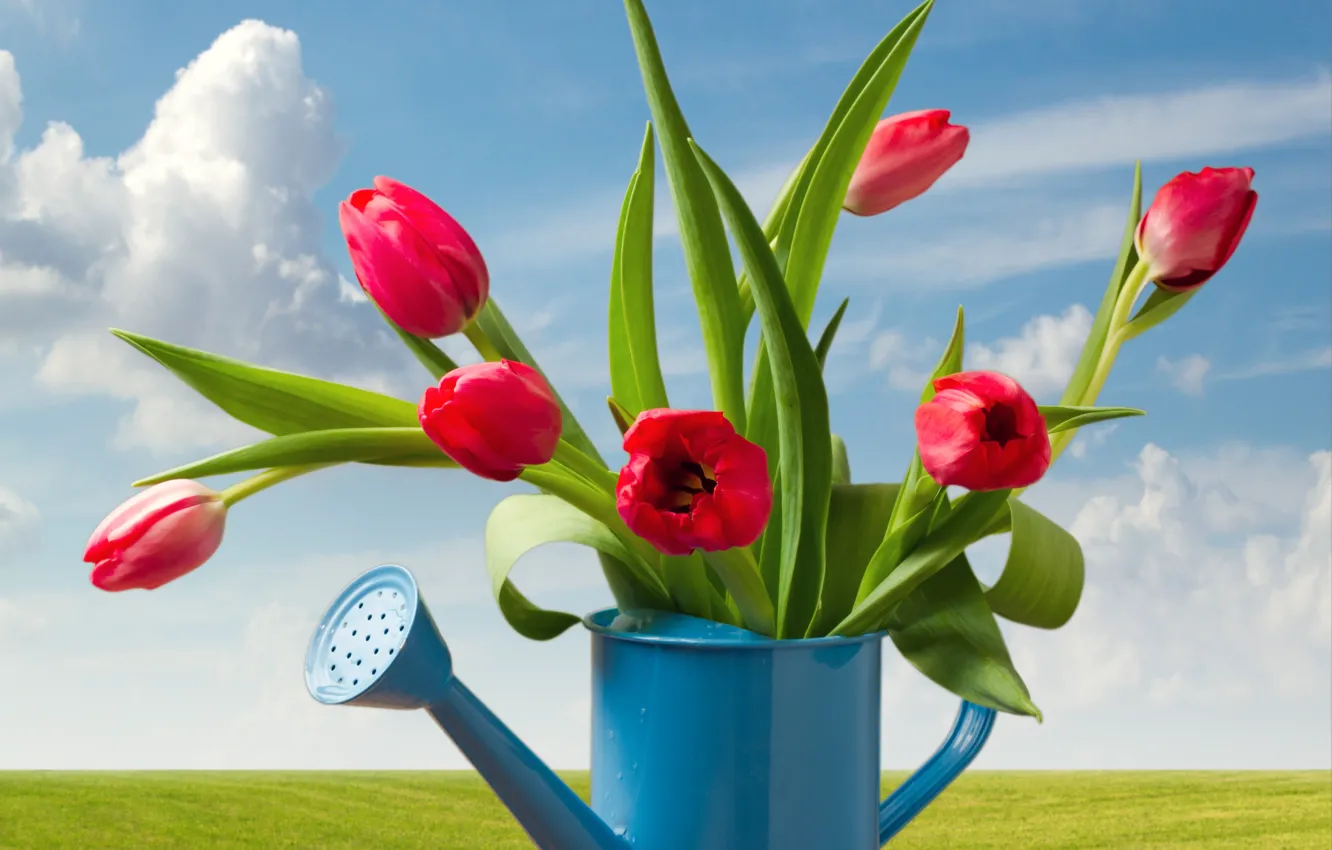 Photo wallpaper greens, field, the sky, grass, leaves, the sun, clouds, landscape