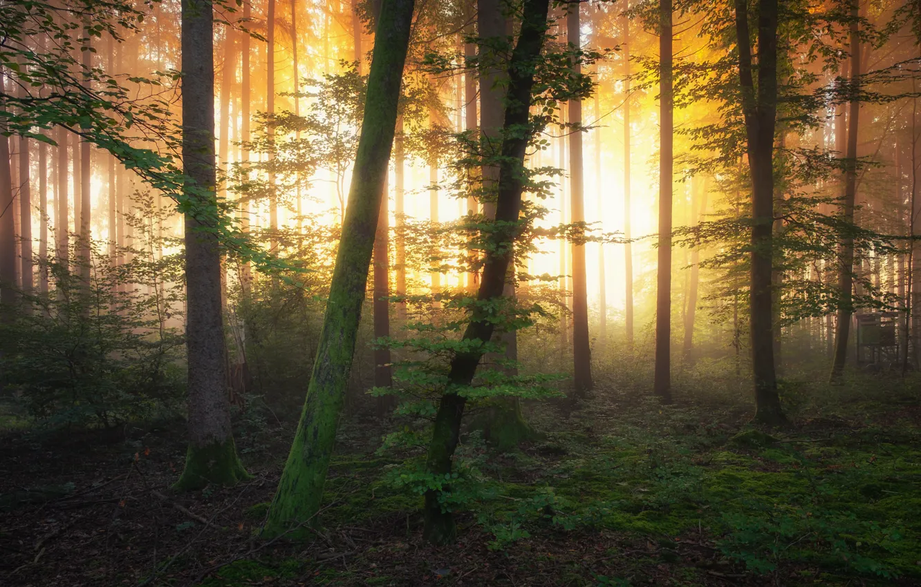 Photo wallpaper greens, forest, the sun, light, trees, fog, dawn, foliage