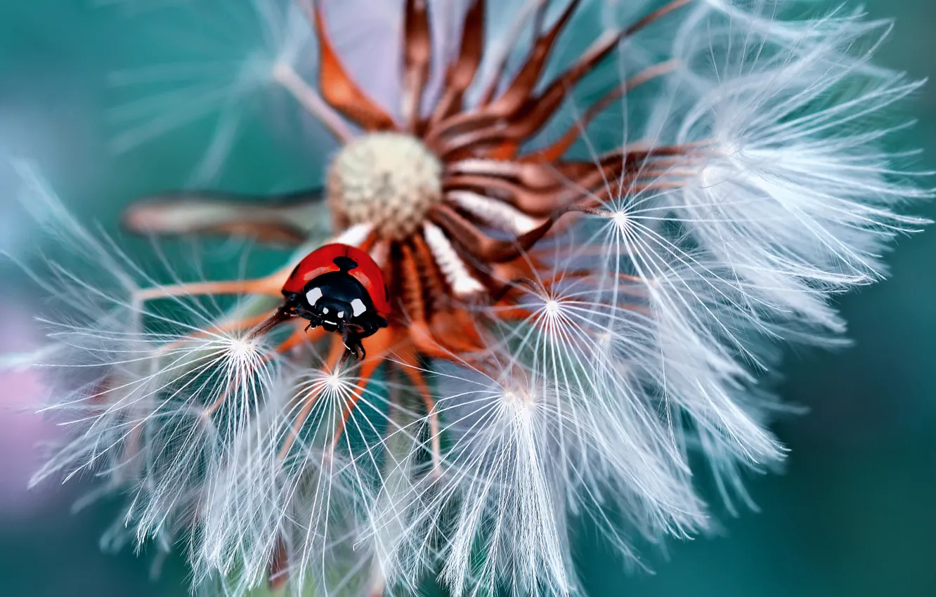 Photo wallpaper macro, dandelion, ladybug, beetle