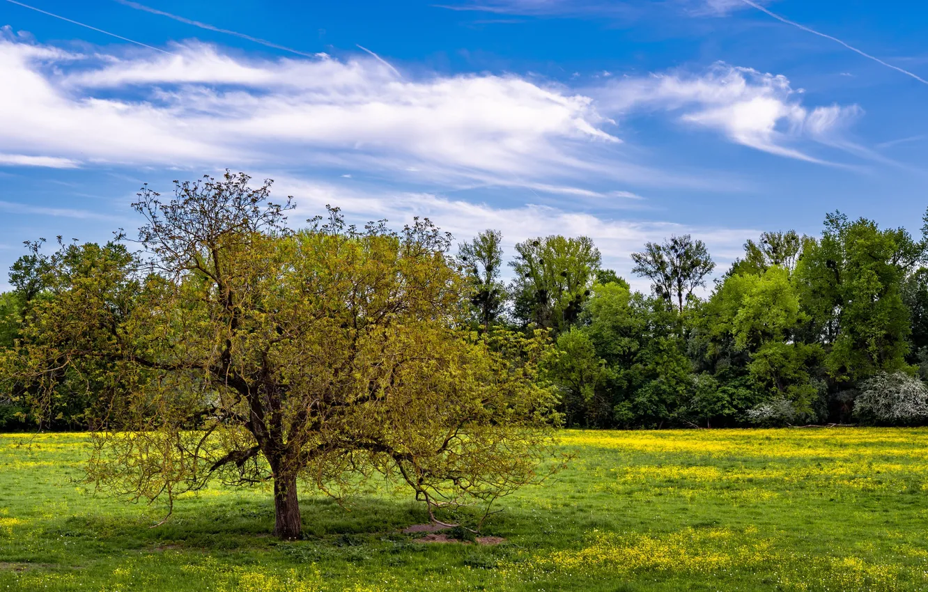 Photo wallpaper field, the sky, trees, nature