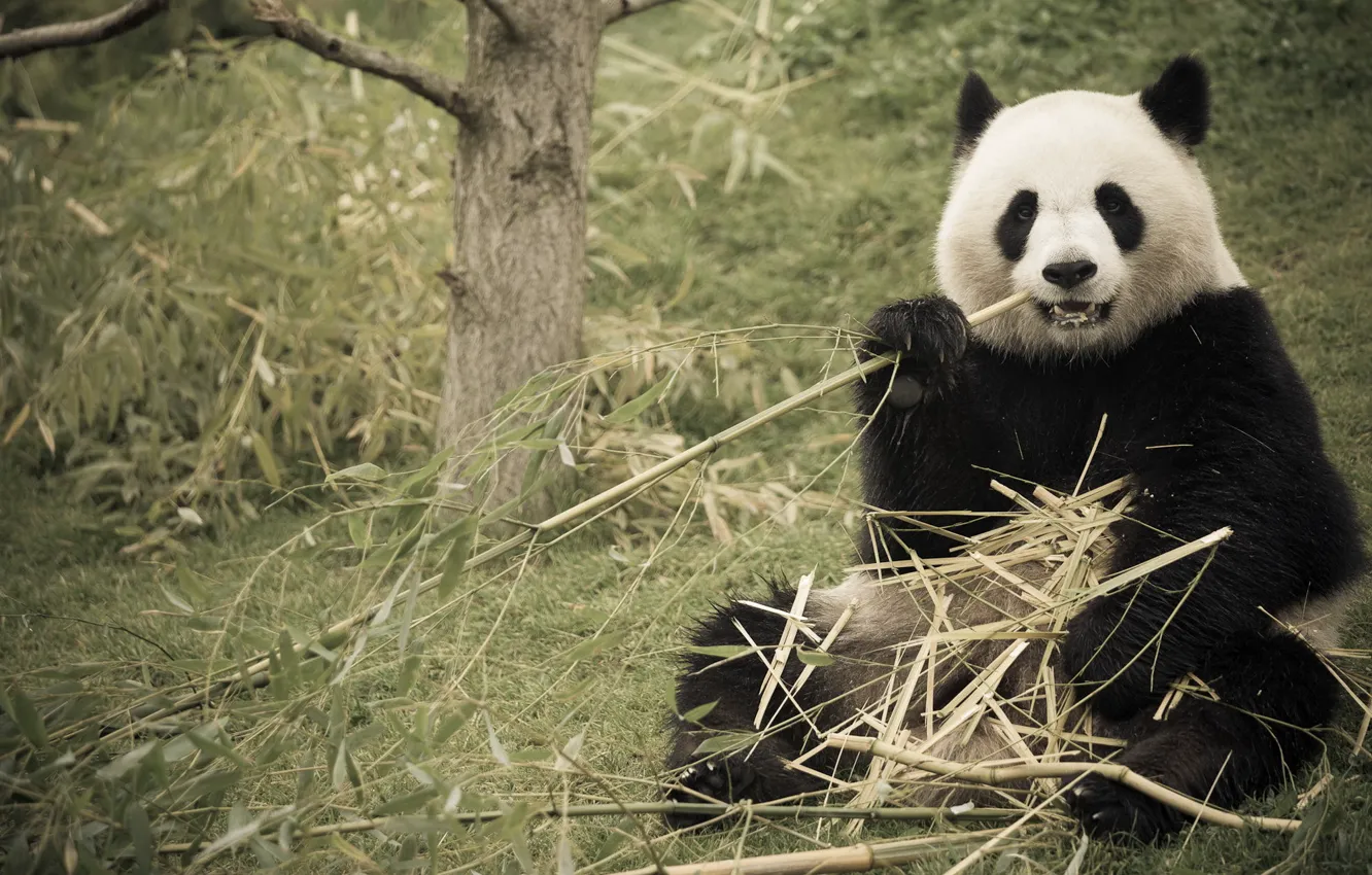 Photo wallpaper nature, bamboo, Panda