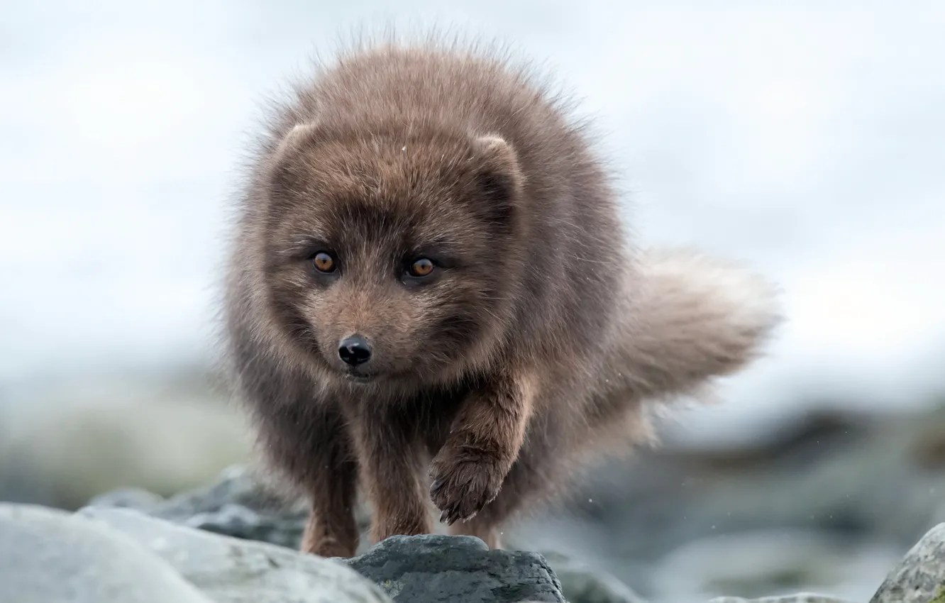 Photo wallpaper nature, background, polar Fox