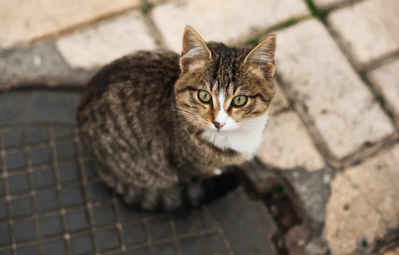 Photo wallpaper cat, pretty, floor, feline