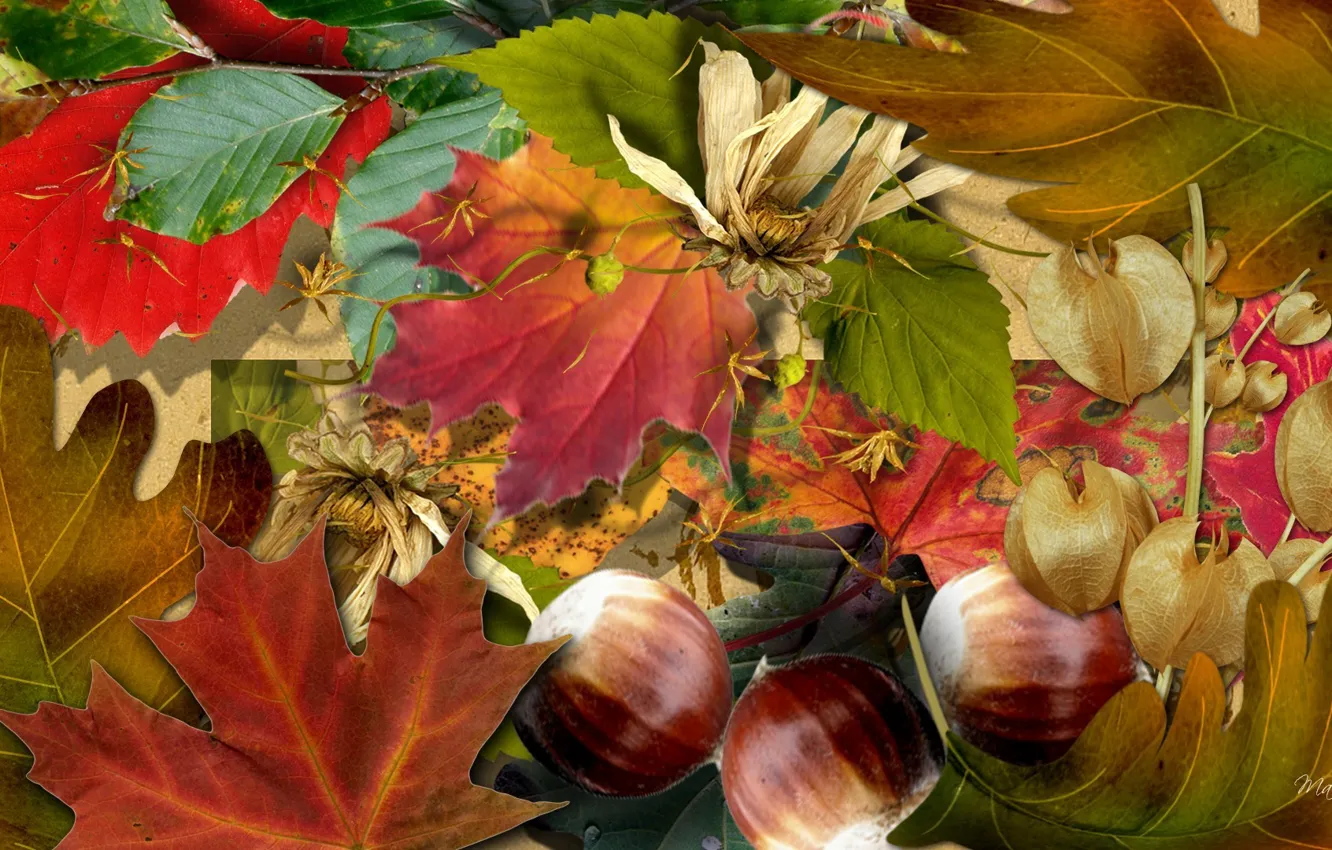 Photo wallpaper autumn, leaves, nature, collage, nuts