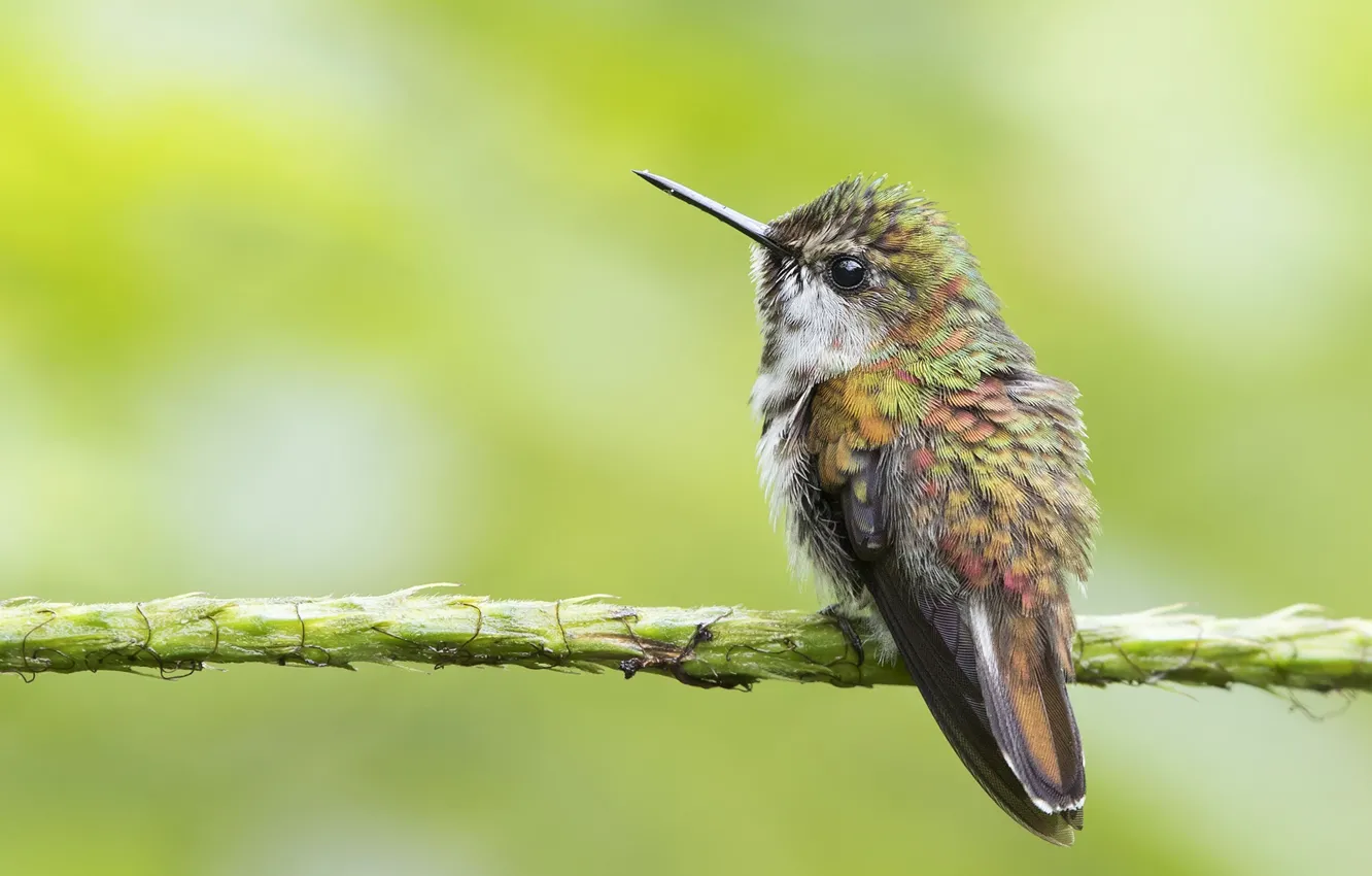 Photo wallpaper Hummingbird, bird, baby