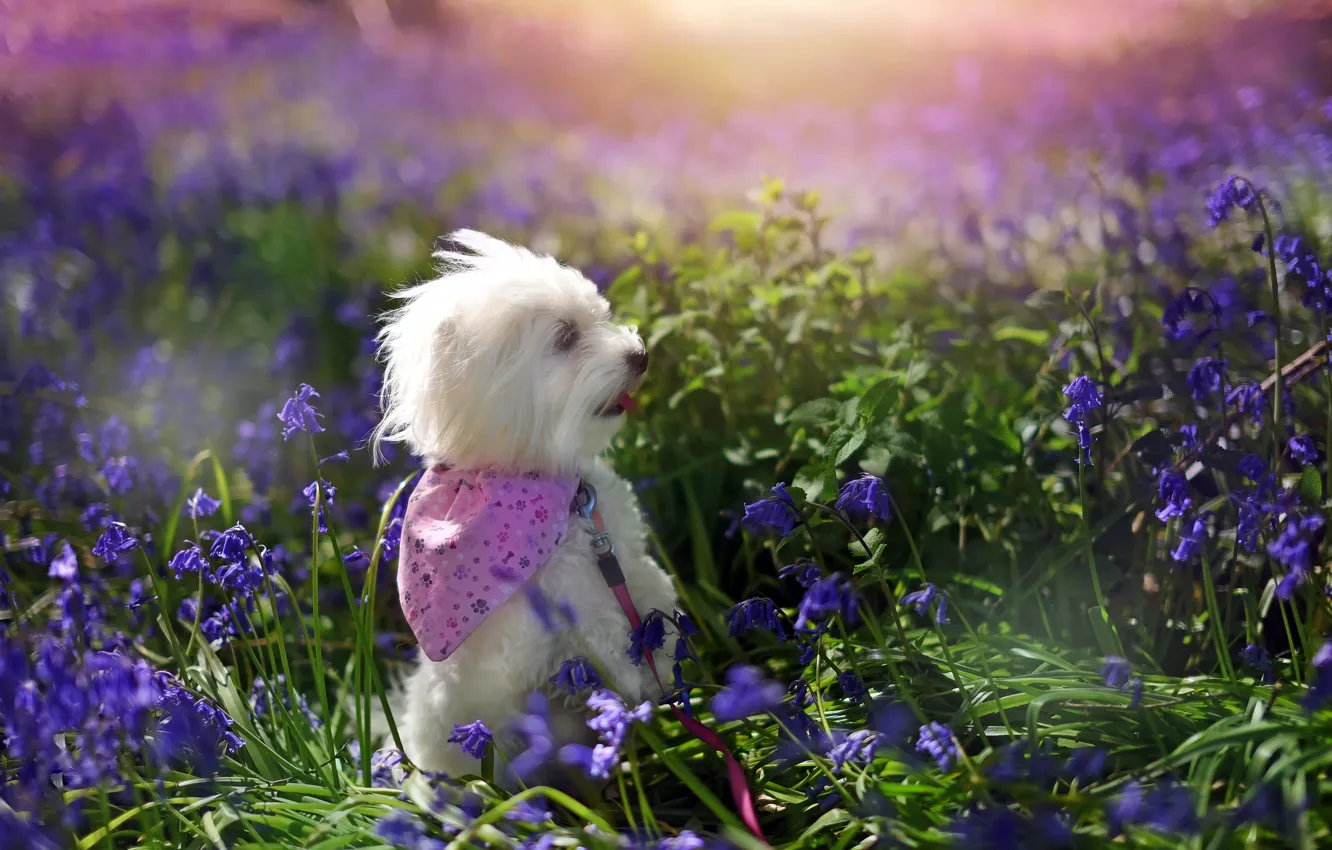 Photo wallpaper summer, flowers, nature, each, dog