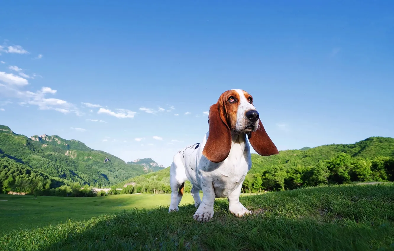 Photo wallpaper look, nature, pose, dog, face