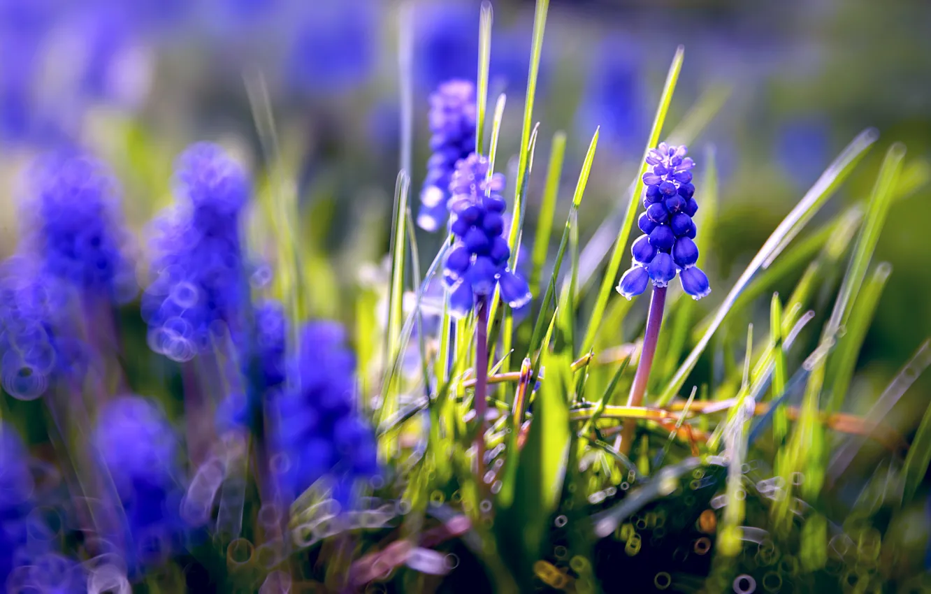 Photo wallpaper greens, grass, light, flowers, blue, nature, background, glade