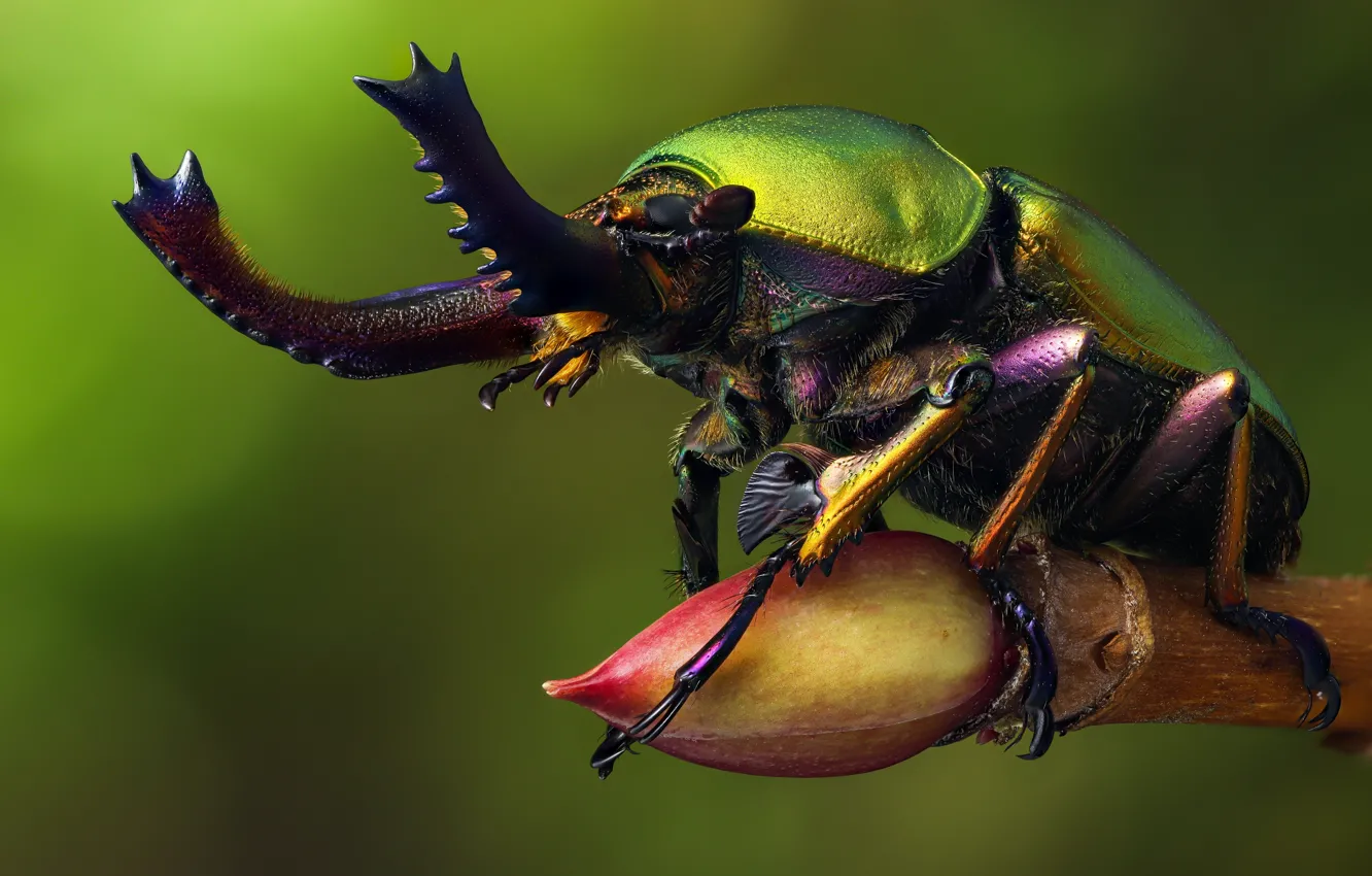 Photo wallpaper close-up, beetle, insect, close-up, beetle, insect, rhinoceros beetle, rhinoceros beetle