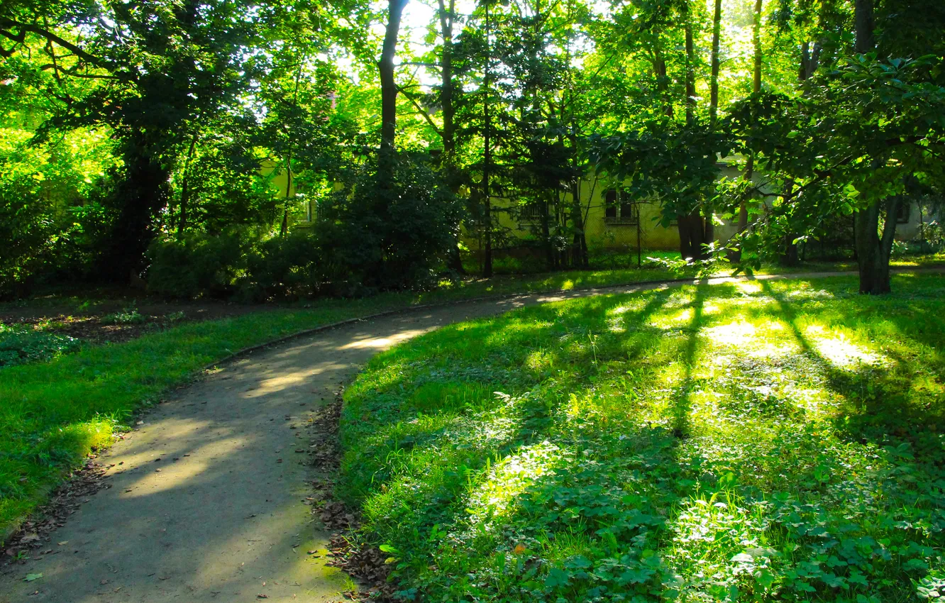 Photo wallpaper trees, park, alley