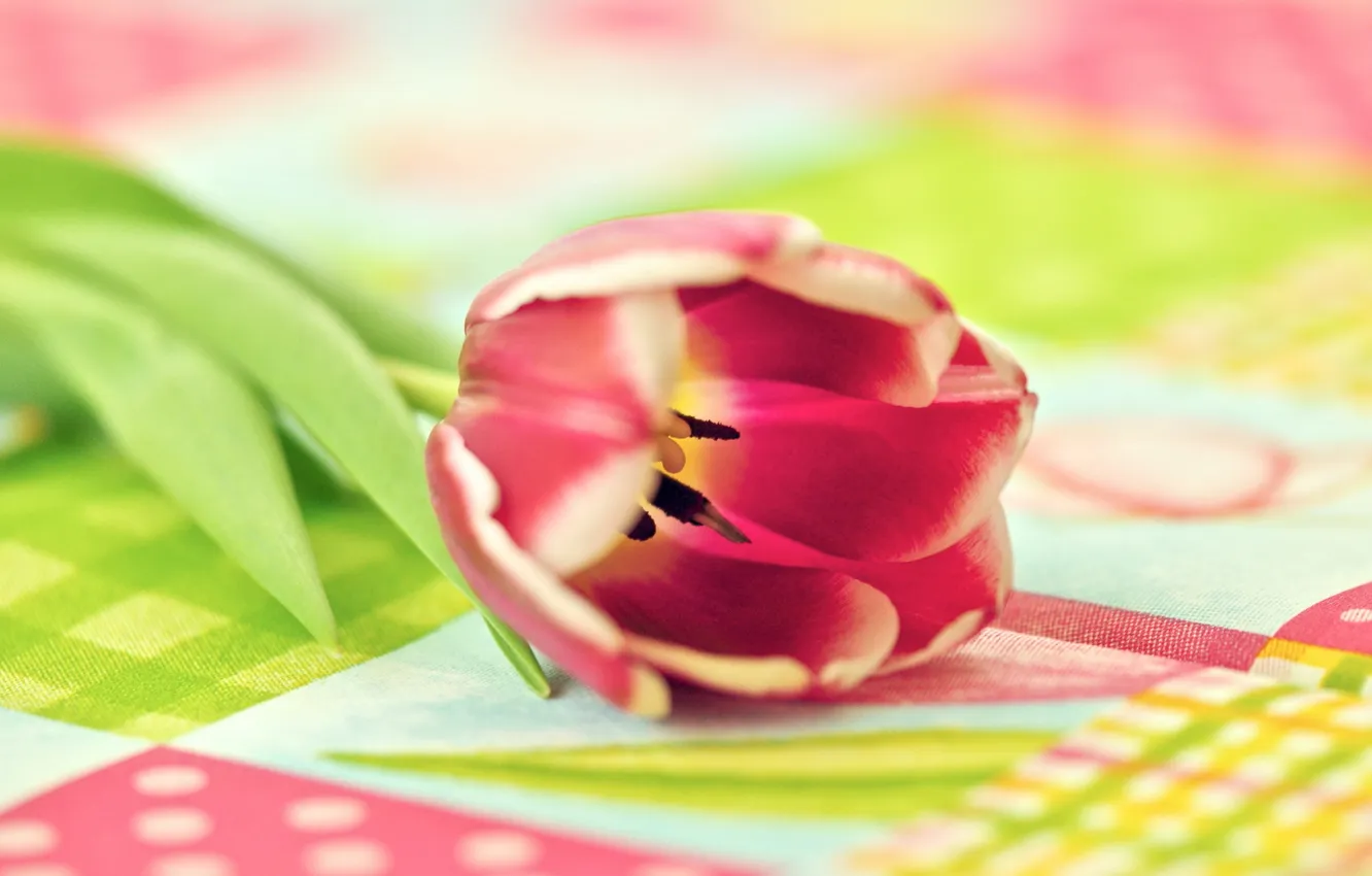 Photo wallpaper macro, flowers, background, tulips