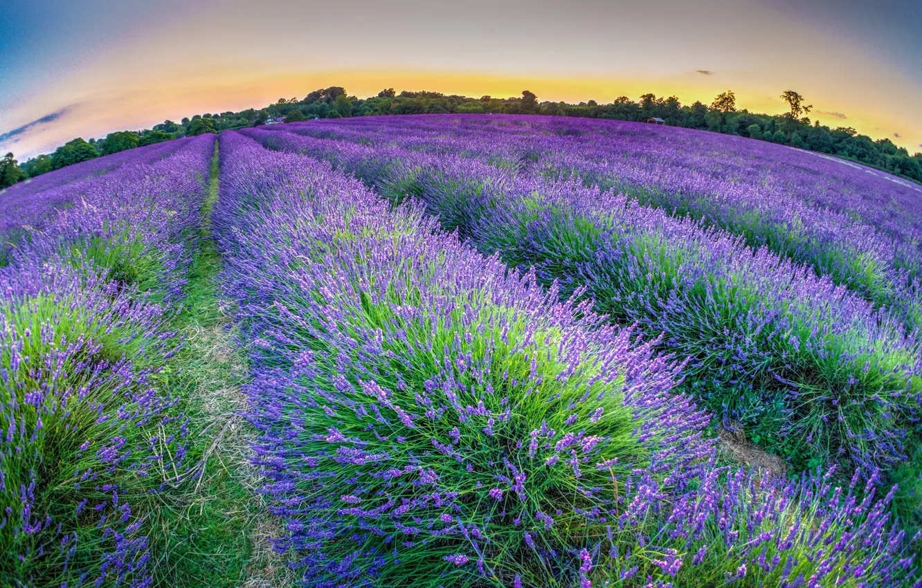 Photo wallpaper lavender, Mayfield Lavender Farm, South London