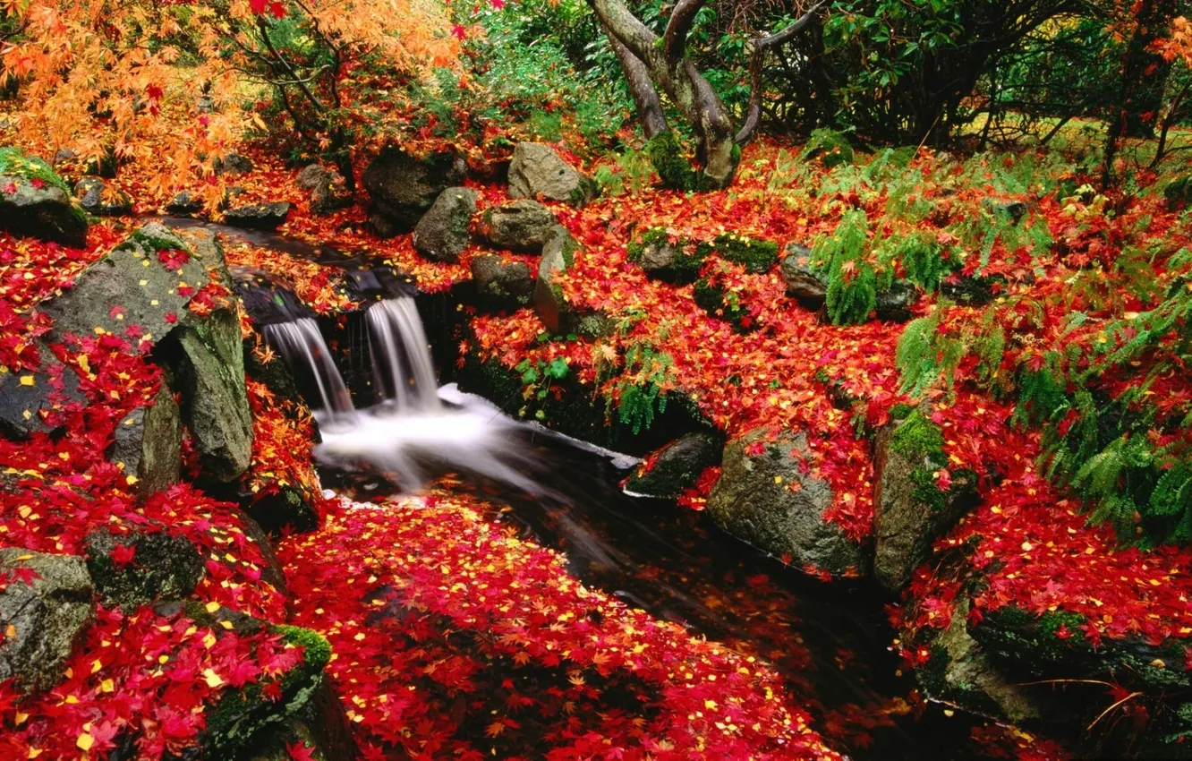 Photo wallpaper autumn, leaves, stream