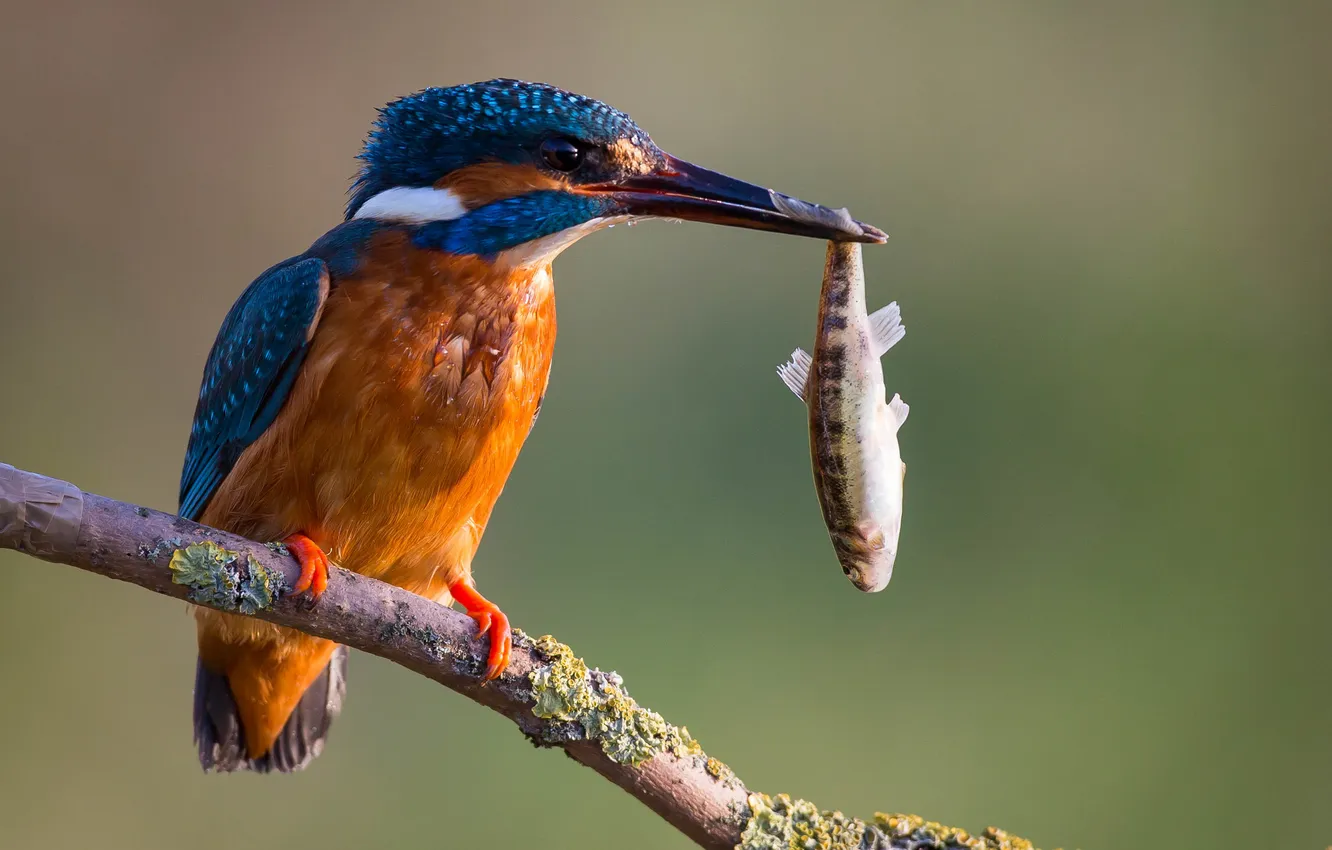 Photo wallpaper bird, food, fish, Kingfisher, catch, fish