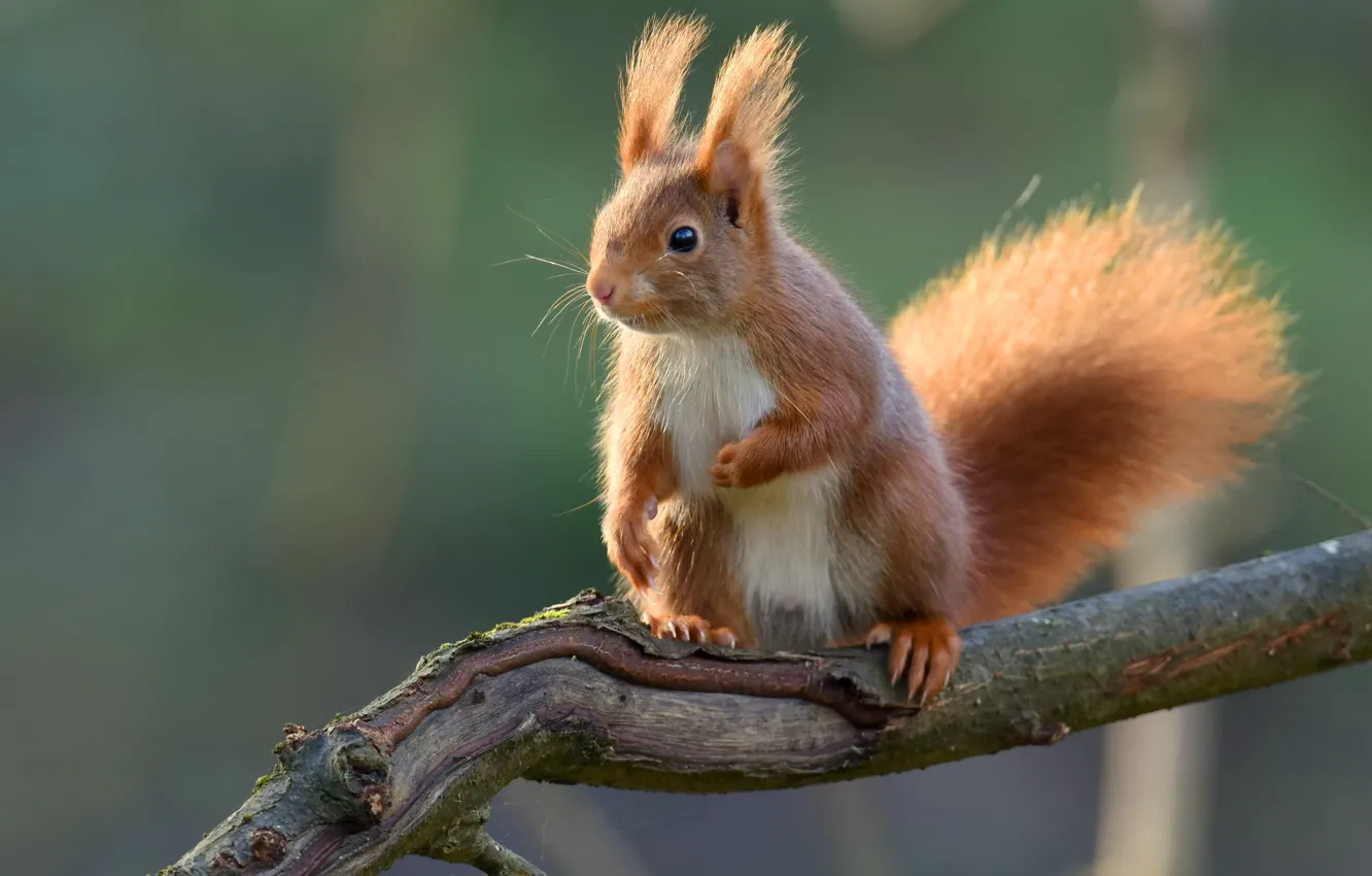 Photo wallpaper branches, protein, red