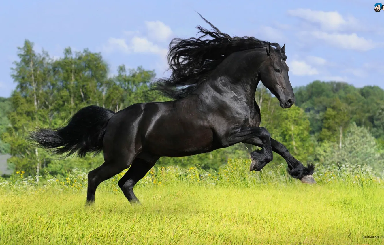 Photo wallpaper Black, Powerful, Horse