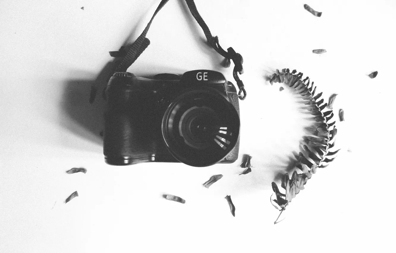 Photo wallpaper camera, leaf, lens