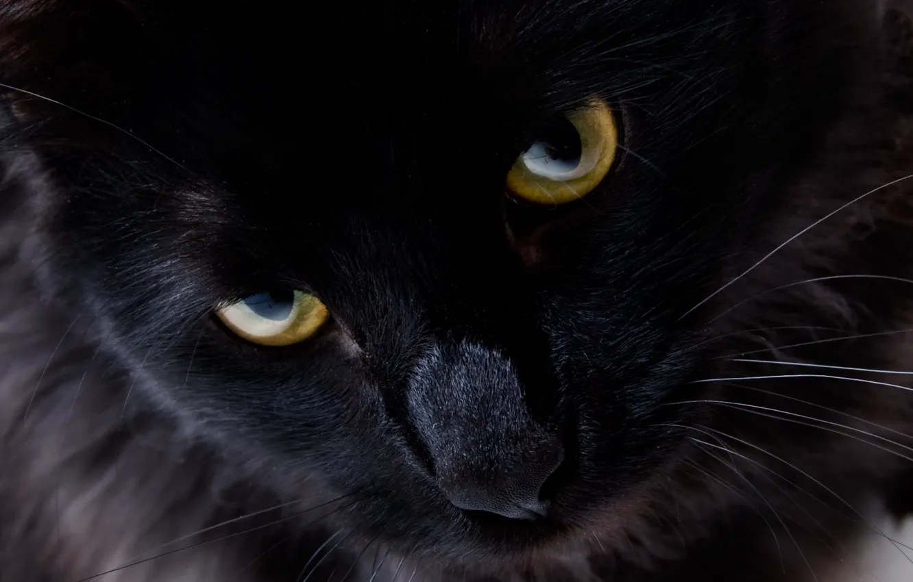Photo wallpaper cat, eyes, look, black cat
