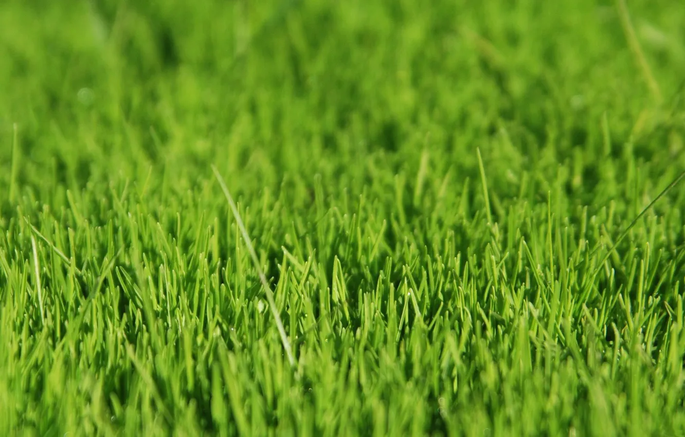 Photo wallpaper grass, green, grass