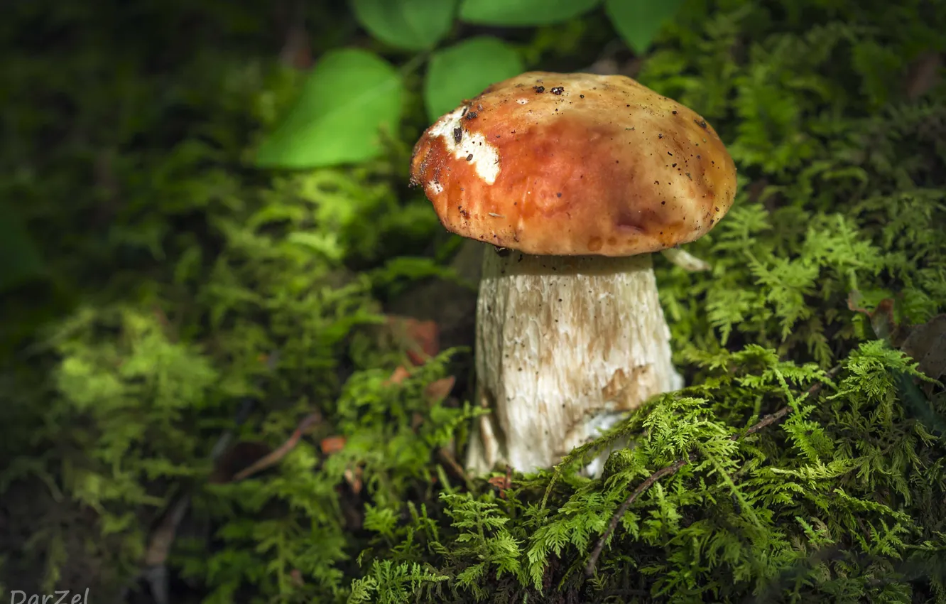 Photo wallpaper white, macro, mushrooms, moss