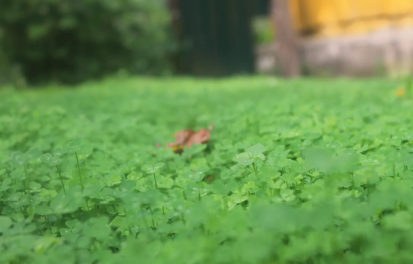 Photo wallpaper greens, summer, lawn, beauty, clover, cottage