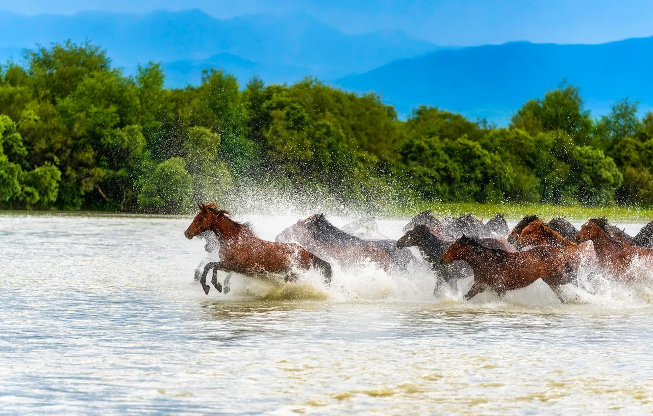 Photo wallpaper water, trees, mountains, squirt, blue, horse, shore, horse