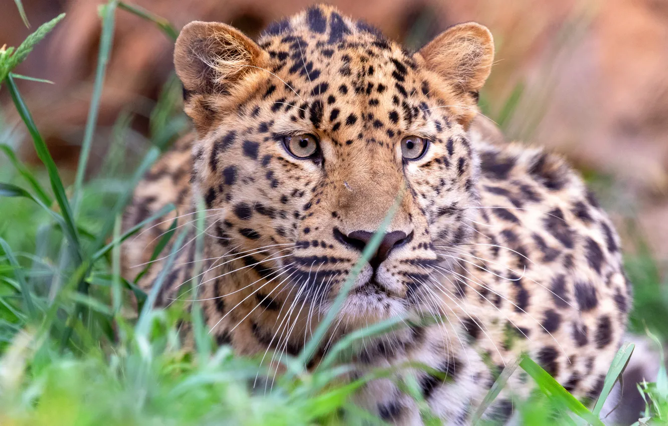 Photo wallpaper grass, look, face, background, portrait, leopard, bokeh