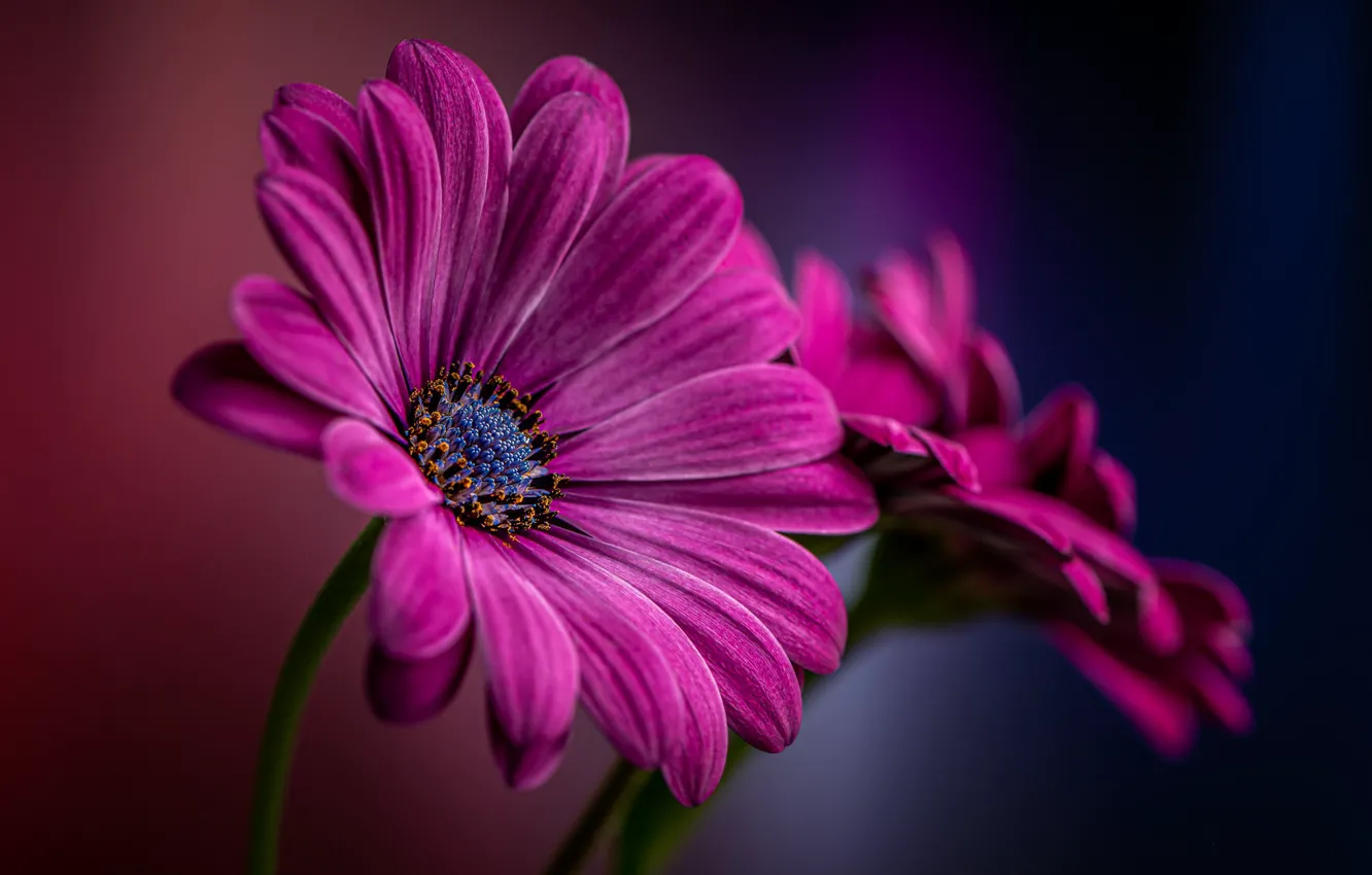 Photo wallpaper macro, petals, stamens, pistil, Osteospermum