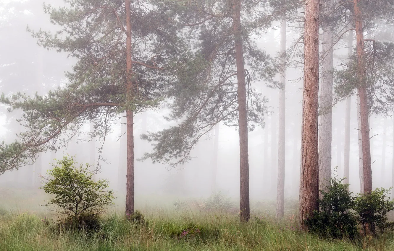 Photo wallpaper forest, summer, fog