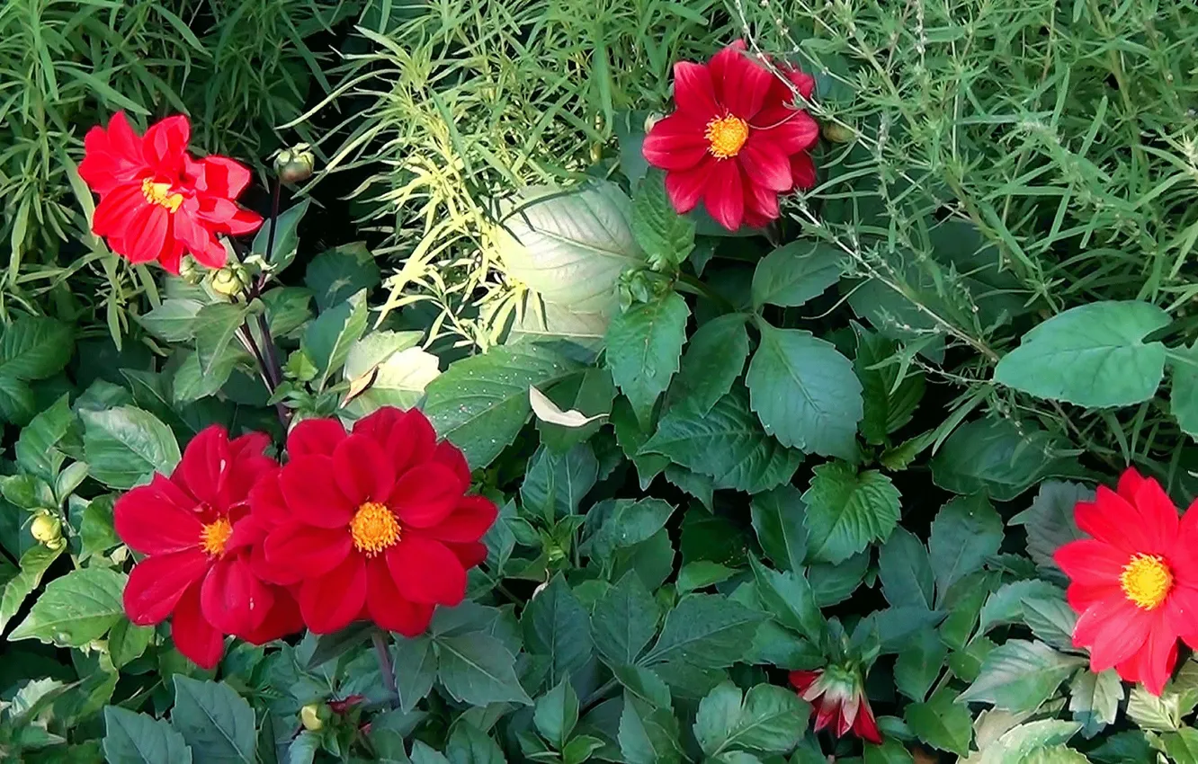 Photo wallpaper summer, flowers, beauty, flowerbed