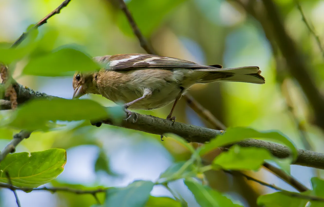 Photo wallpaper summer, trees, bird, Chaffinch