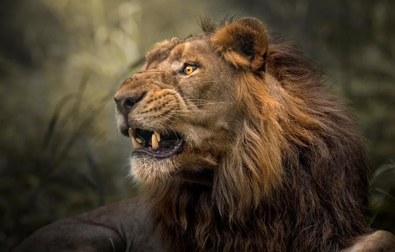 Photo wallpaper look, face, background, Leo, mouth, grin, roar