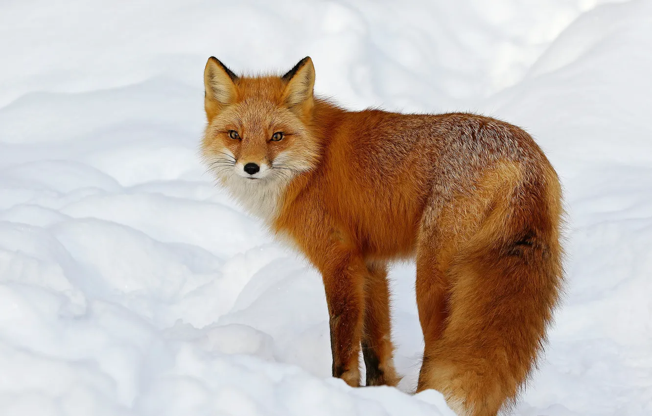 Photo wallpaper winter, look, snow, Fox, the snow, red, face