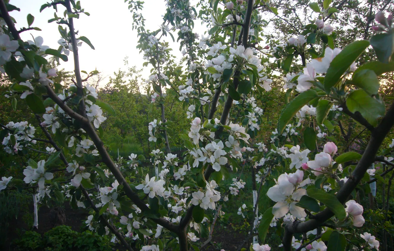 Photo wallpaper may, Apple, flowering