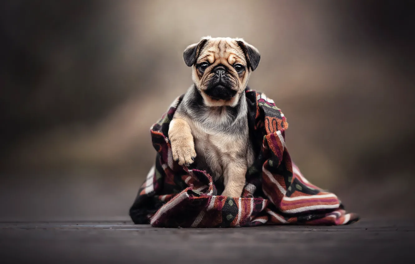 Photo wallpaper background, dog, pug, plaid