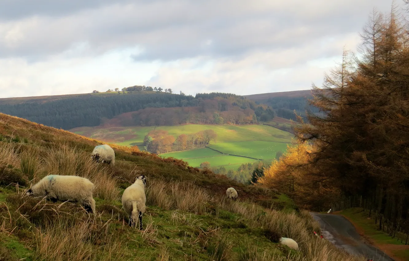 Photo wallpaper field, autumn, track, panorama, RAM, nature, panorama, autumn