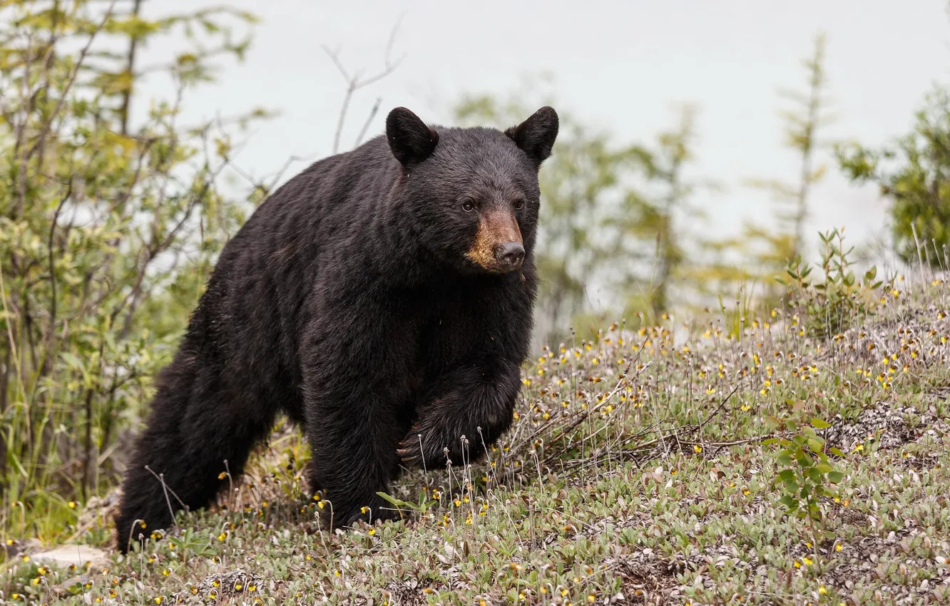 Photo wallpaper summer, nature, North American Black Bear