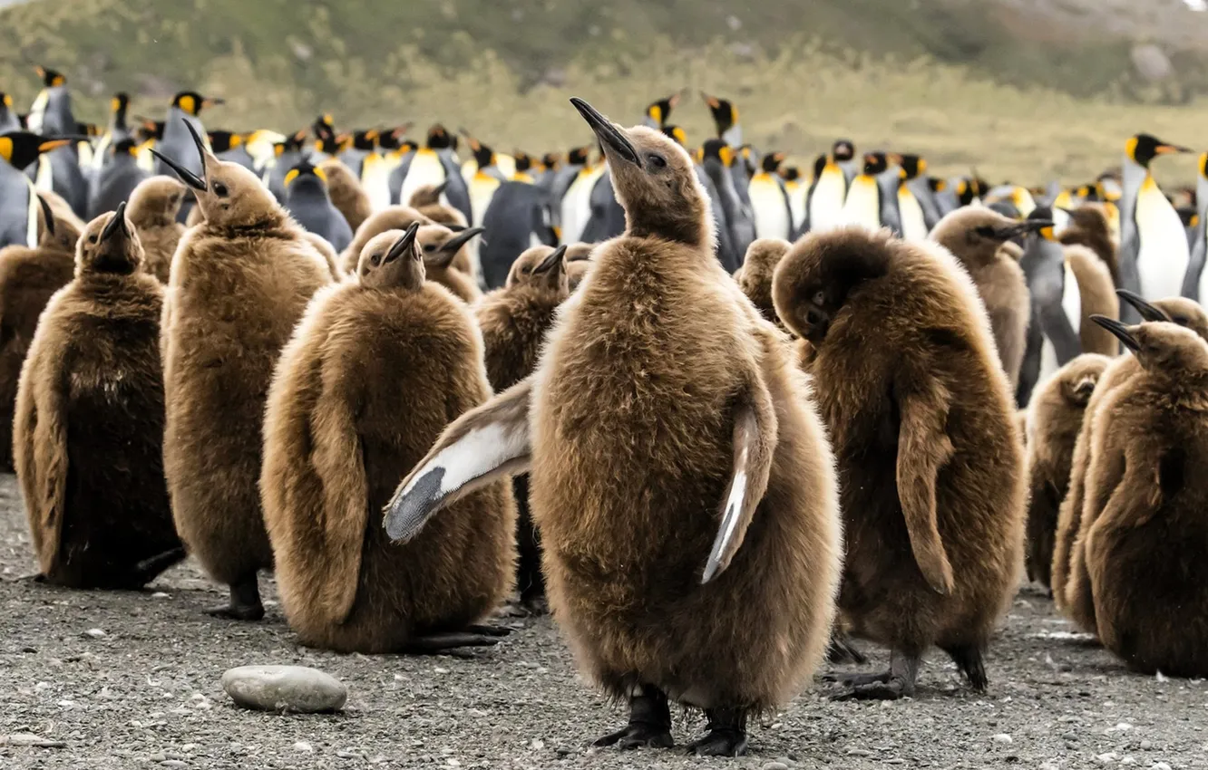 Photo wallpaper beach, stones, pack, penguins, penguins
