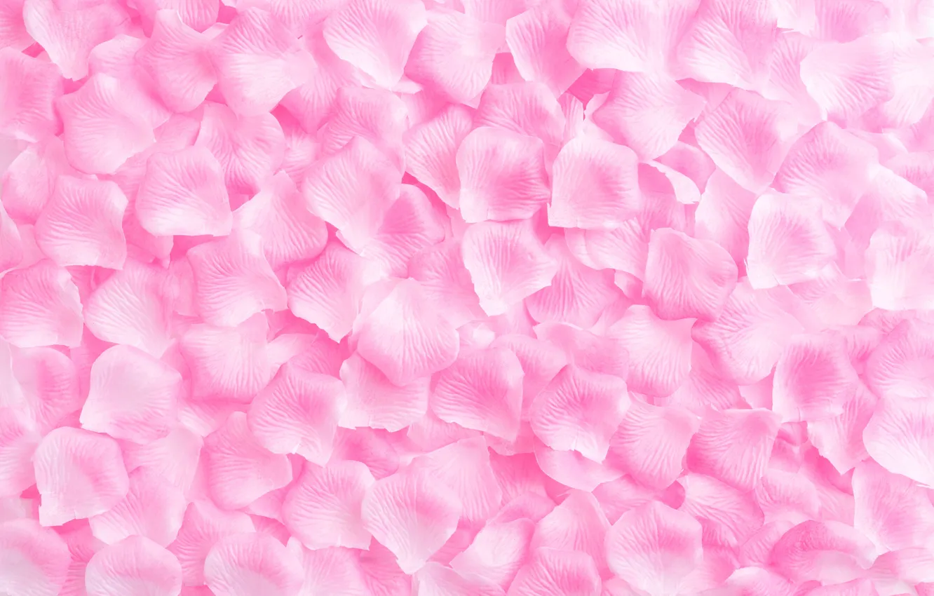 Photo wallpaper background, pink, roses, petals, rose, pink, background, petals