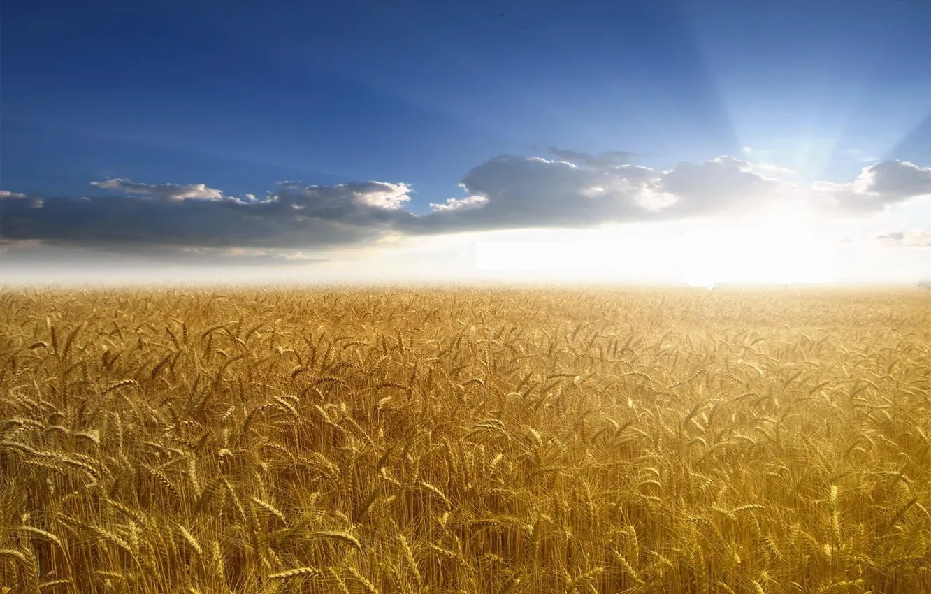 Photo wallpaper wheat, the sky, the sun, rays, Field