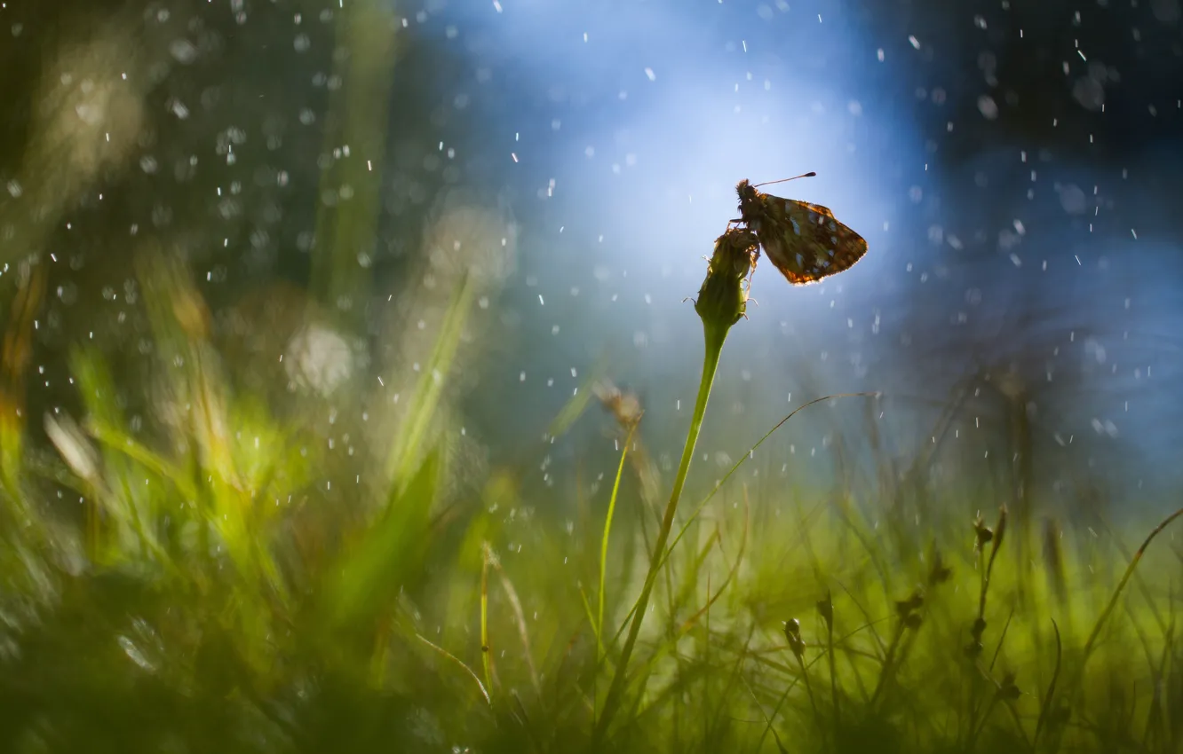 Photo wallpaper field, grass, drops, glare, rain, dandelion, butterfly