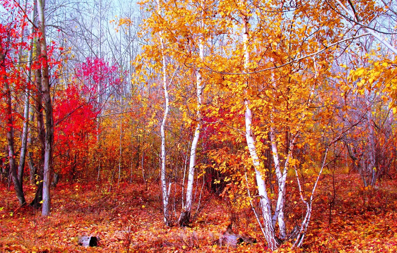 Photo wallpaper autumn, forest, landscape, red, nature, gold, crimson