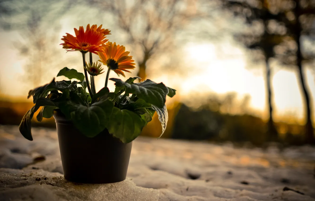 Photo wallpaper snow, sunset, flowers, nature, the evening, bowl