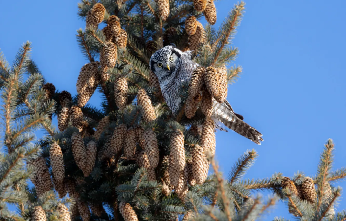 Photo wallpaper the sky, blue, owl, bird, spruce, bumps, owl