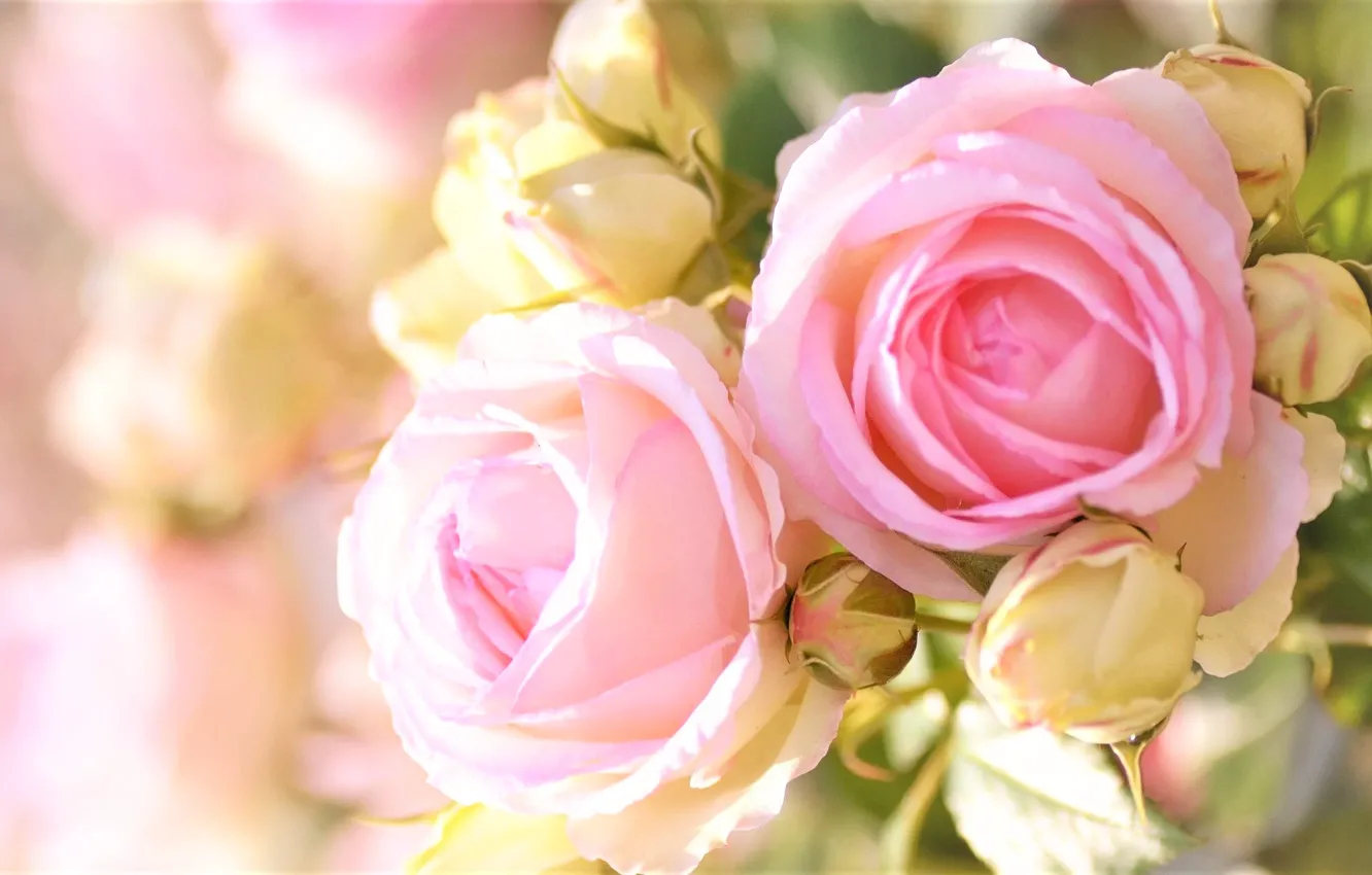 Photo wallpaper blur, buds, pink roses