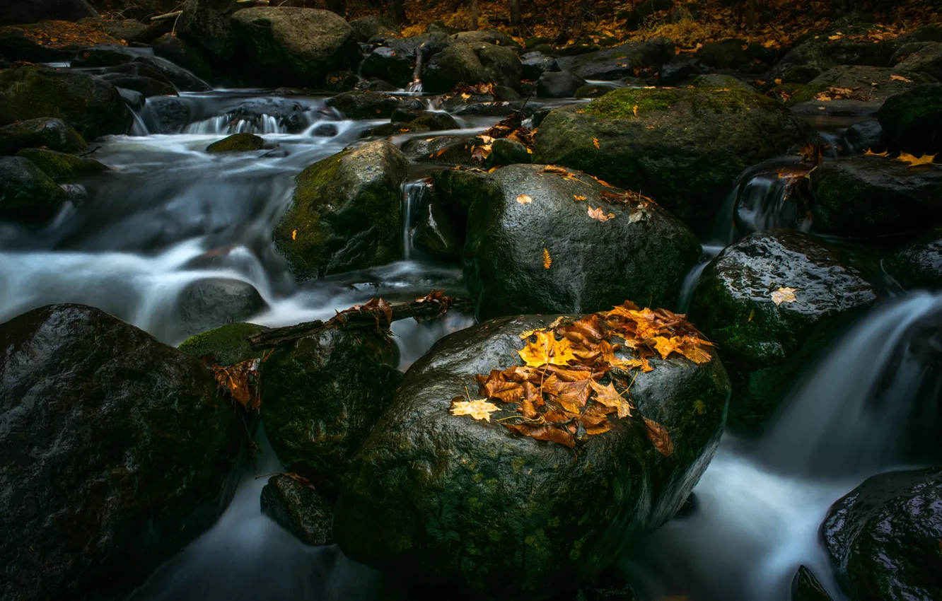Photo wallpaper stream, stones, waterfall, yellow, river, maple, stones, leaves. autumn