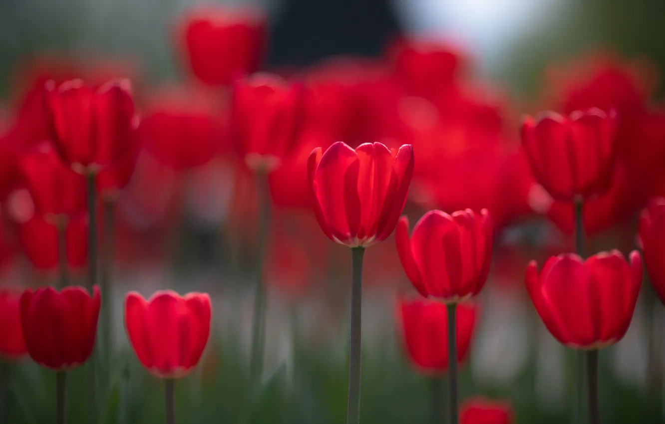 Photo wallpaper red, blur, spring, tulips, buds, flowerbed, bokeh