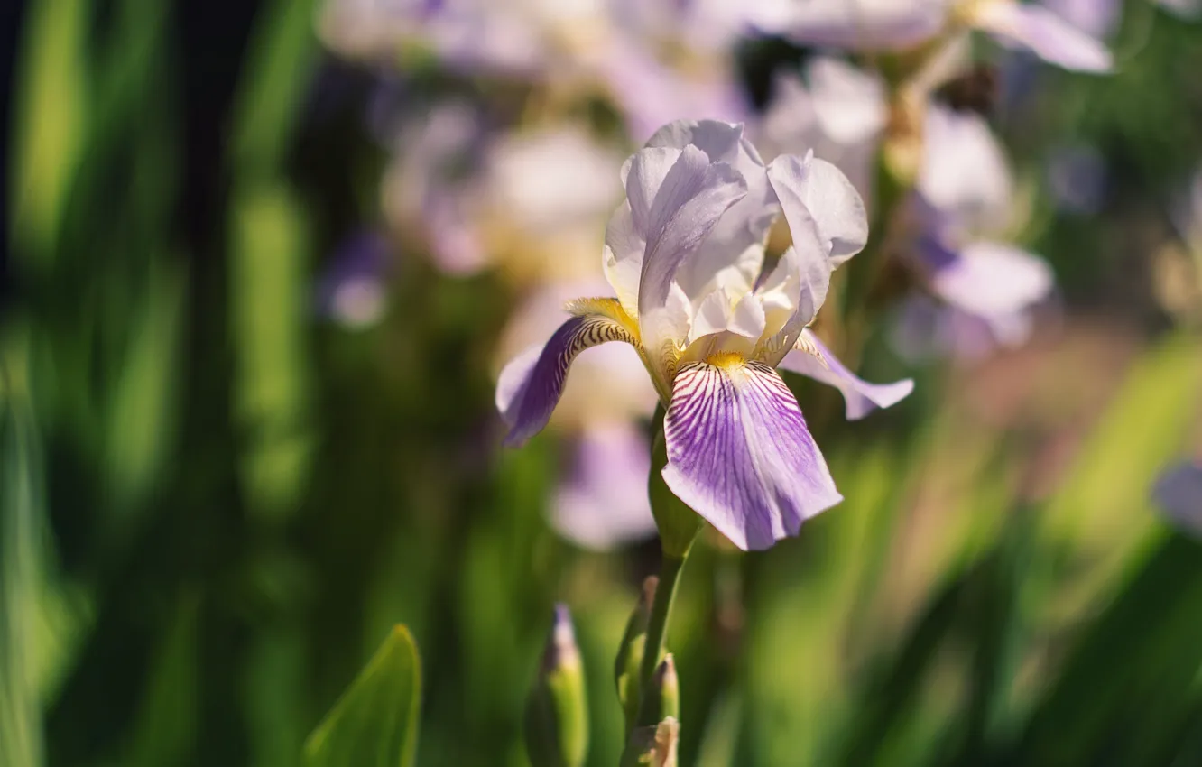 Photo wallpaper flowers, spring, lilac, bokeh, iris