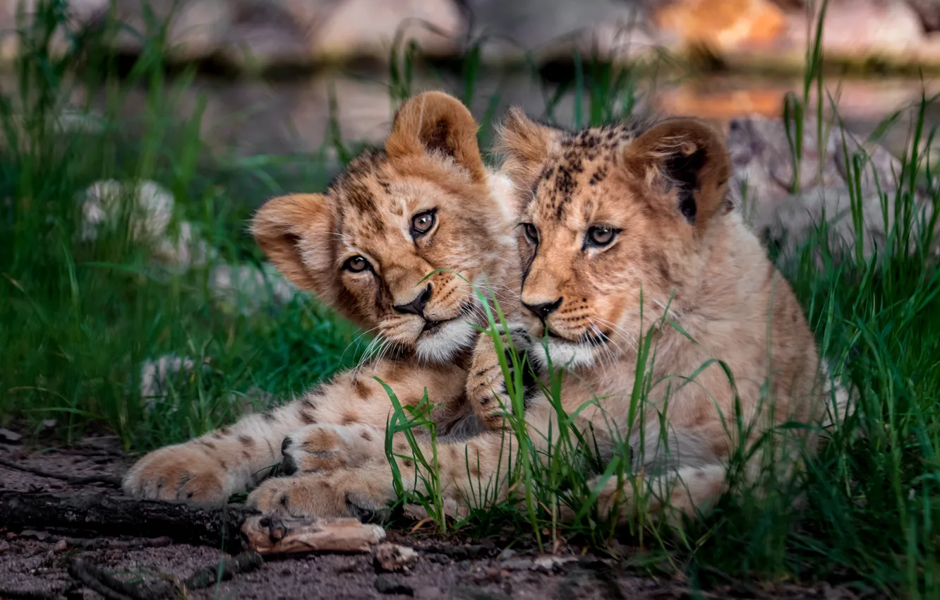 Photo wallpaper look, pose, Leo, face, a couple, Duo, lion, two lion